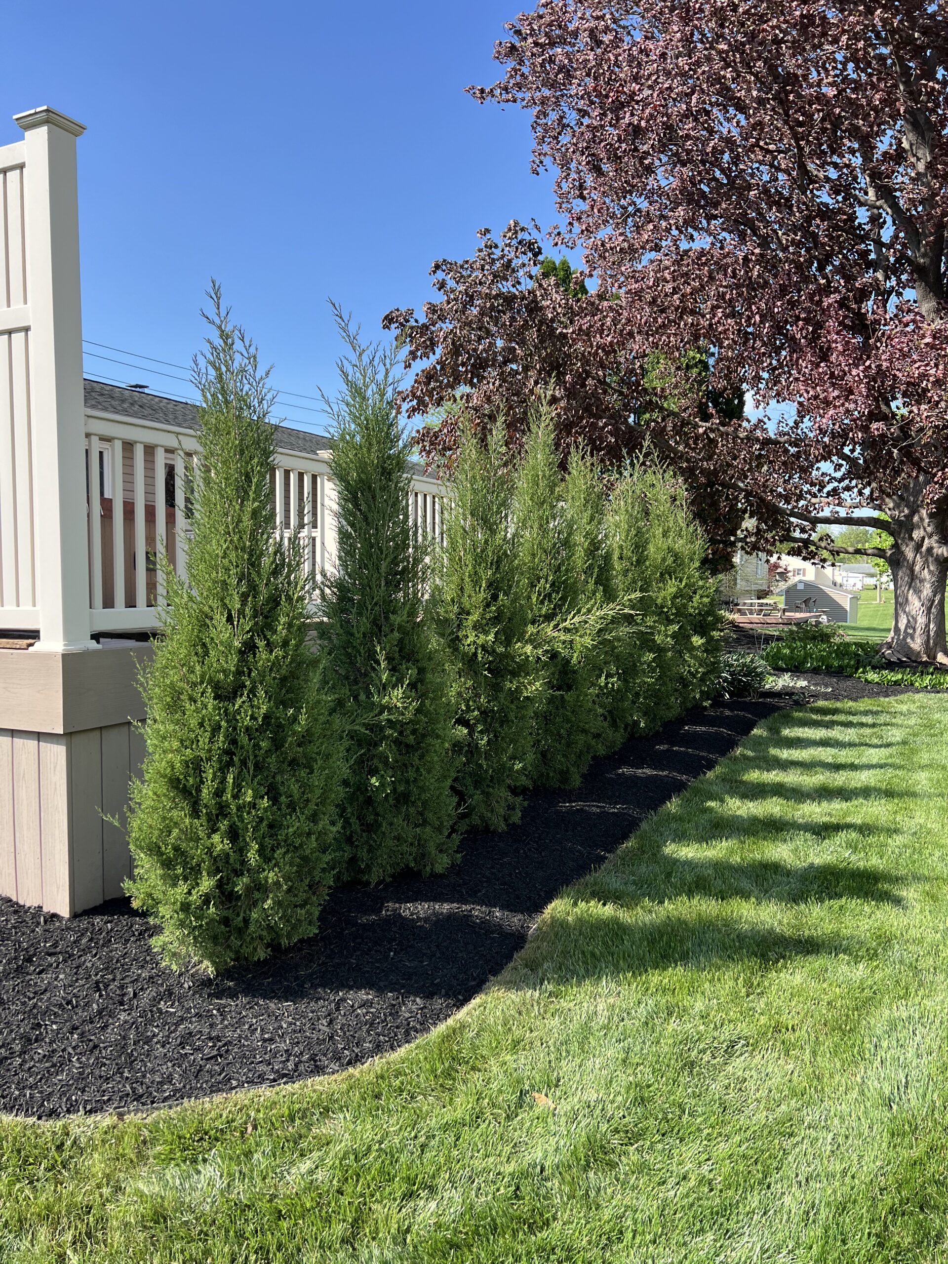 Shrubs in a backyard of a home in carlisle